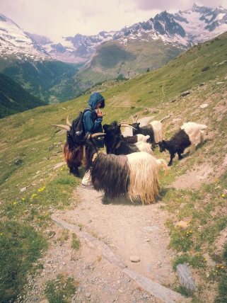 Zermatt Hike with 4-Legged Friends